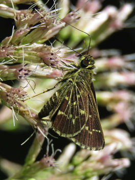 Lace-winged Roadside-Skipper